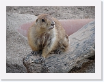 At_the _zoo (4) * 2048 x 1536 * (1.53MB)